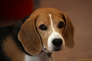 SZ 20100907 PerfPad AKu 4424 1920x1280