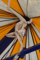 EisenbarthsWanderbuehne 20110906 PerfPad Den 7708 0853x1280