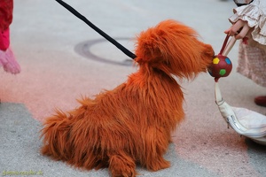 Scharniertheater  20240816 NdE AKu  7248 1920x1280